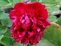 2014-0506-1645_Peony_17,6C
